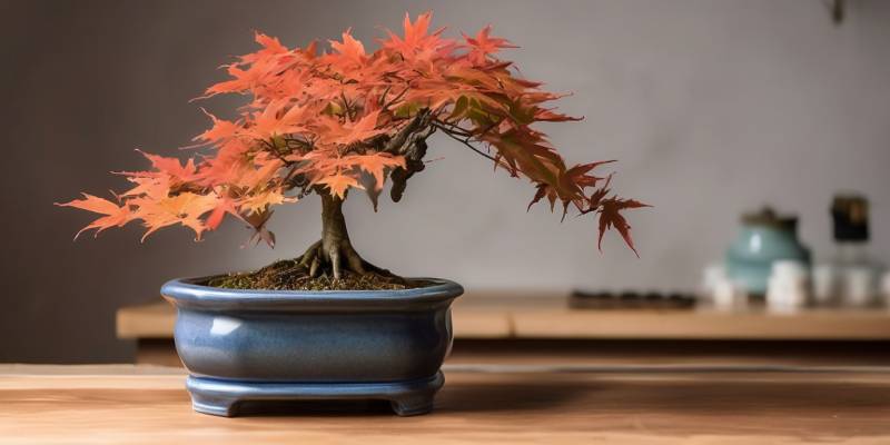 Maple Bonsai Growing Tips in New Zealand: How to Grow, Prune, Repot and Protect Japanese Maples Year-Round