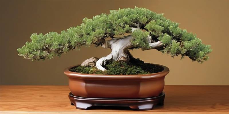 Cascade Juniper Bonsai Style Explained: How to Shape, Wire, and Maintain a Dramatic Kengai Form